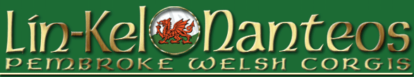 Nanteos Pembroke Welsh Corgis
